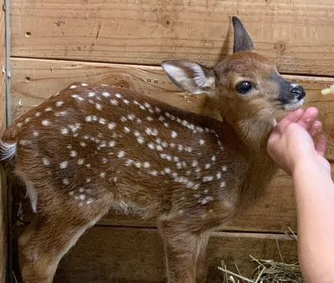 Rudy the Fawn